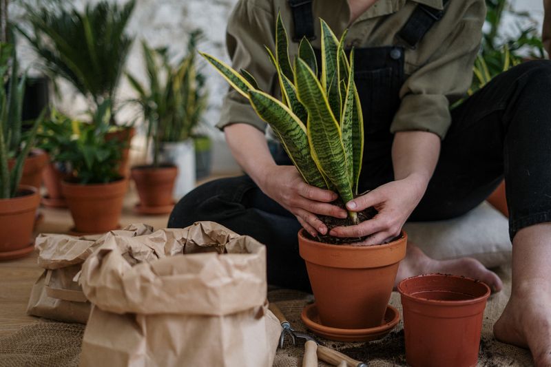 Maceta con sustrato oscuro y una planta joven de hojas verdes sobre una mesa de madera clara
